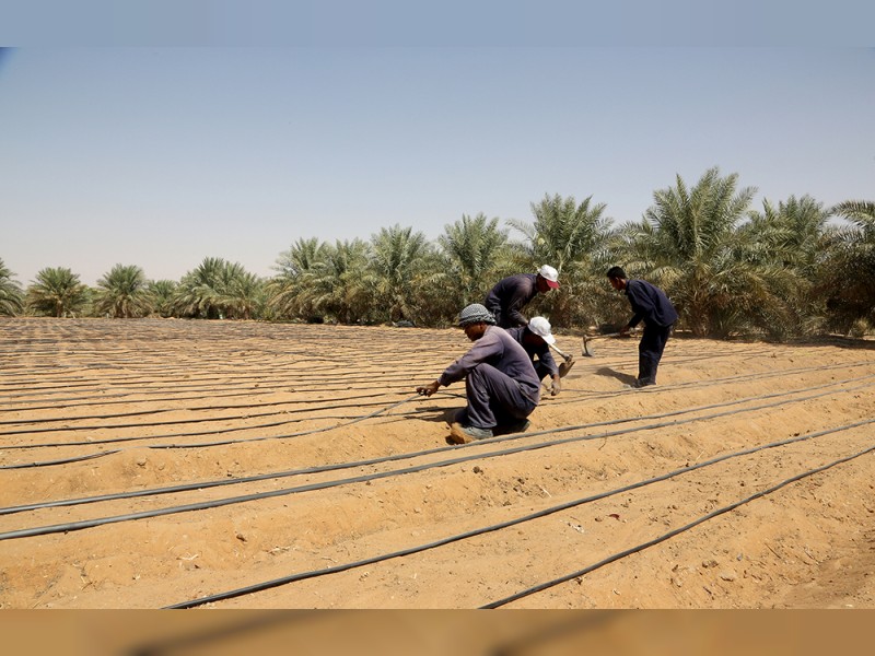 people working in uae farms